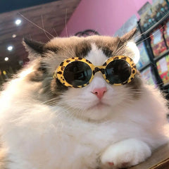 Product For Little Dog Cat Sunglasses - PeticaDeals