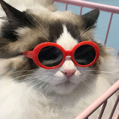 Product For Little Dog Cat Sunglasses - PeticaDeals