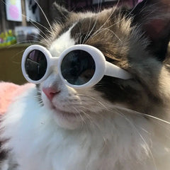 Product For Little Dog Cat Sunglasses - PeticaDeals