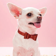 Puppy Cat Collars Bling Kitten Dog Necklace Adjustable - PeticaDeals
