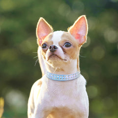 Rhinestone Dog & Cats Collar Shining Diamond - PeticaDeals