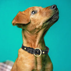 Set Durable Genuine Leather Dog Collars & Leash - PeticaDeals