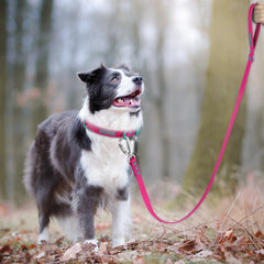 Small Dog Leash New Generation Medium Automated Hook Leash For Dog Walking - PeticaDeals