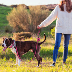Small Dog Leash New Generation Medium Automated Hook Leash For Dog Walking - PeticaDeals
