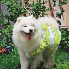Summer Flower Cute Cat and Dog Clothes - PeticaDeals