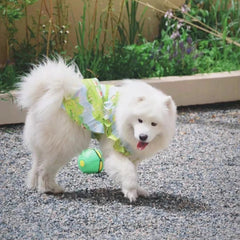 Summer Flower Cute Cat and Dog Clothes - PeticaDeals