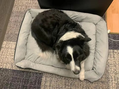 Winter Big Pet Bed Warm Fleece Pet House - PeticaDeals