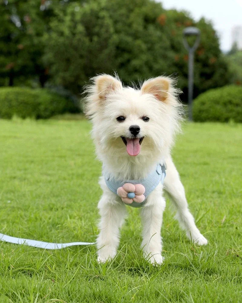 walking cat & dog rope chest and back protection Pet vest traction rope - PeticaDeals