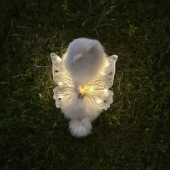 wings glowing butterfly back decoration For Dog & Cats - PeticaDeals